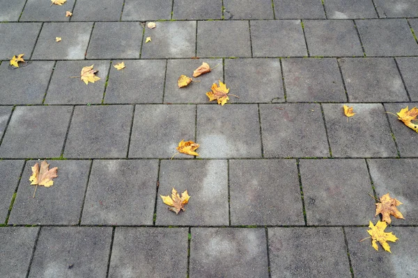 Orange blad på en sten väg — Stockfoto