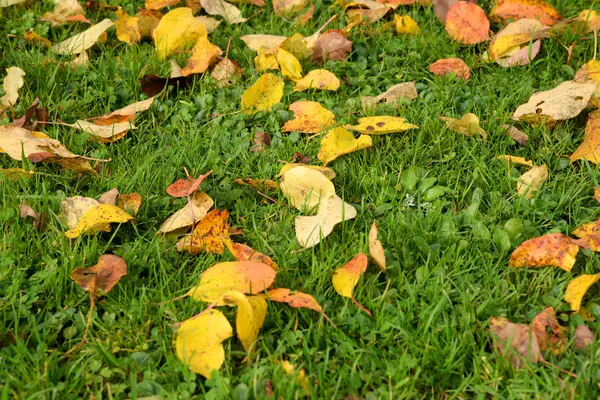 Folhas de outono cor de laranja em uma grama verde — Fotografia de Stock