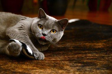 İngiliz mavi kedi yastık ile oynama-