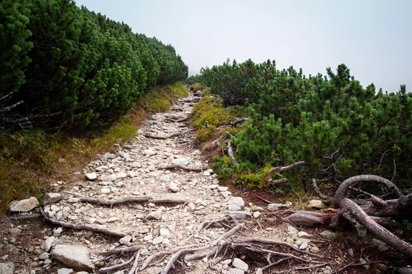 볼 더 높은 Tatra 산도 — 스톡 사진