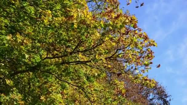 Przenoszenie jesienne drzewa na wietrze — Wideo stockowe