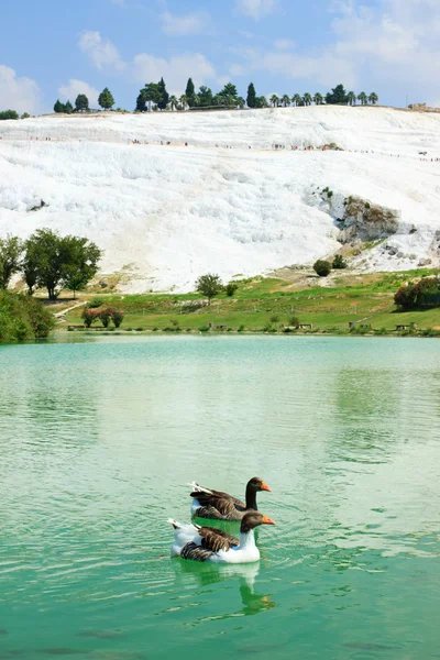 Gölde ördekler kireçlenme kireçtaşı teraslar üzerinde arka plan, pamukkale, Türkiye