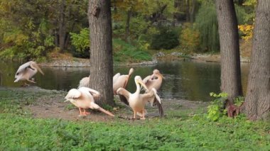 Pelikan çim ve git arıyorum