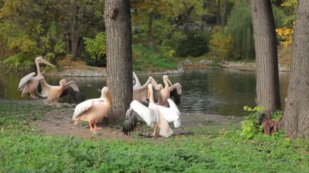 Pelikane stehen und laufen — Stockvideo