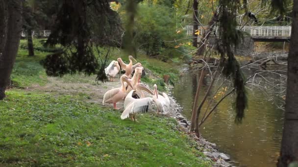 Pelikáni čištění peří — Stock video