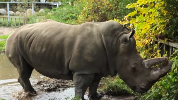 Nashorn zertrampelt Pfütze — Stockvideo