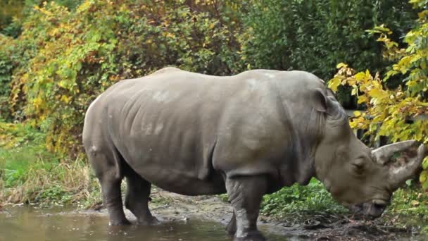 Rinoceronte se encuentra en charco — Vídeo de stock
