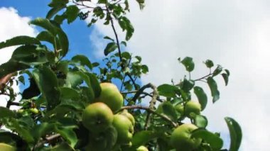 Elma ağacı, hızlandırılmış üzerinde