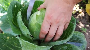 Kadın el lahana toplamak