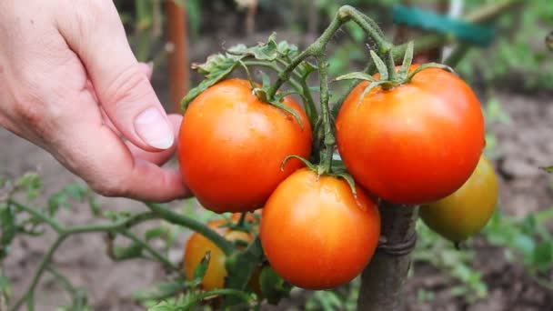Kobieta ręce zebrać pomidorów — Wideo stockowe