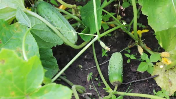 Las manos de la mujer recogen pepinos — Vídeos de Stock