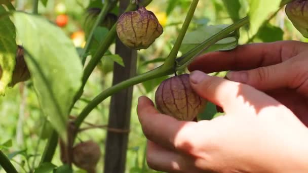 Vrouw handen verzamelen Physalis — Stockvideo