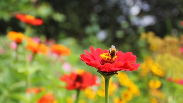 Drone On Red Flower — Stok Video