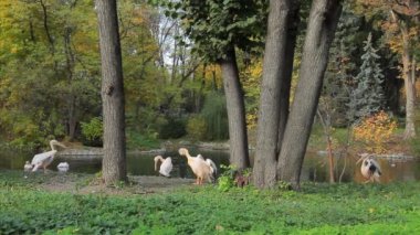 Pelikan Flap kanatları ve Gönder