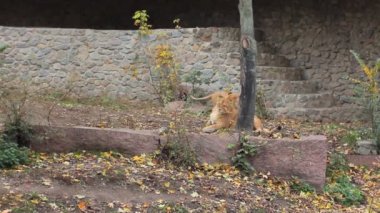 İki aslan büyük kuş kafesi içinde oyun