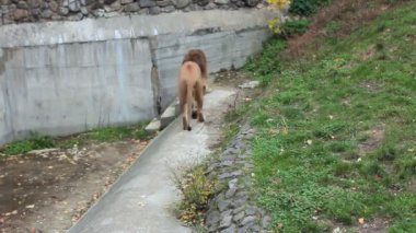 Aslan ileri geri yürüyor