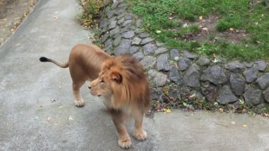 Aslan sallar yele sonra gidiyor