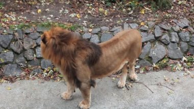 Aslan, sonra gider standları