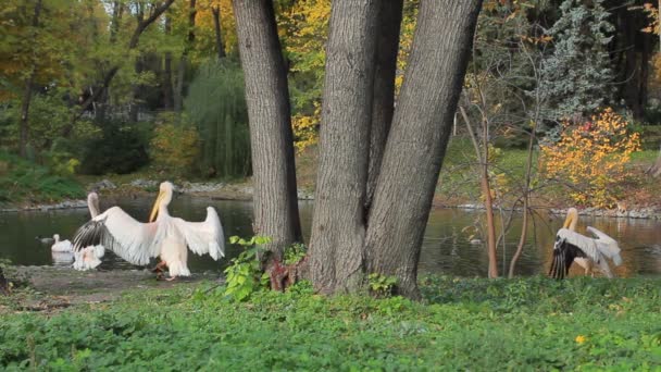 Pelicans Clean Feathers And Flap Wings — Stock Video