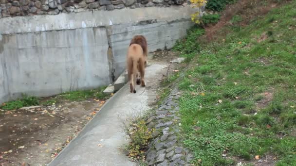 Lion marche en arrière et en avant — Video