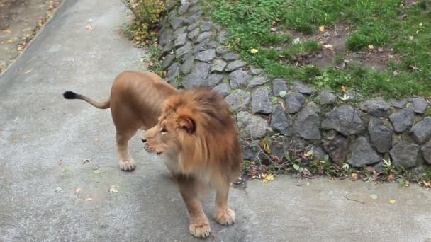 Löwe schüttelt Mähne und geht — Stockvideo