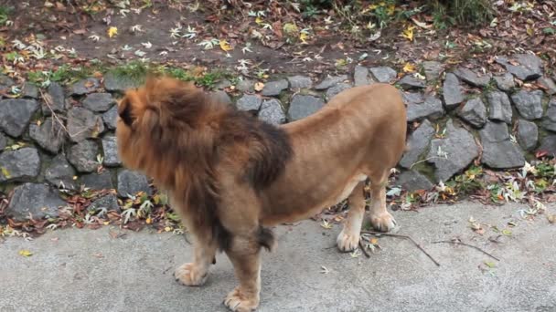 Lion staat dan gaat — Stockvideo