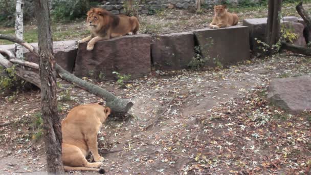 Familia de Leones Descanso — Vídeos de Stock