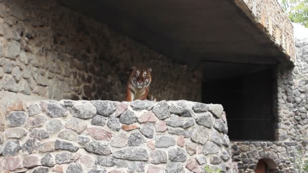 Tiger Lies In Aviary — Stock Footage Tiger Lies In Aviary Stock Footage