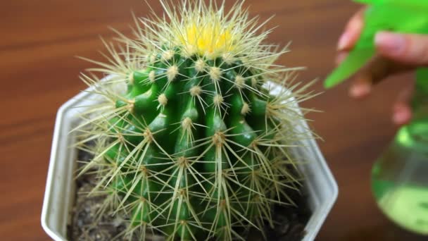 Ręka spryskane kaktus — Wideo stockowe