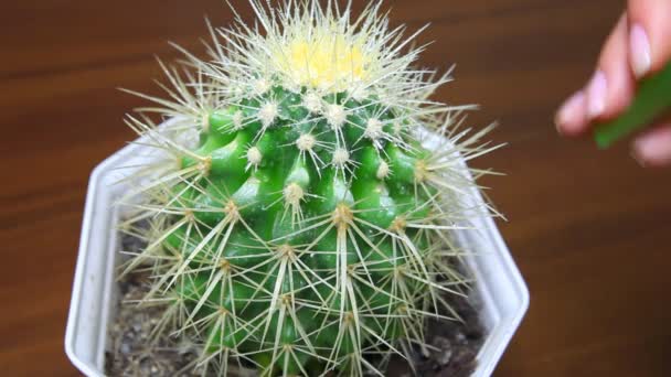 Cactus rociados a mano de cerca — Vídeos de Stock