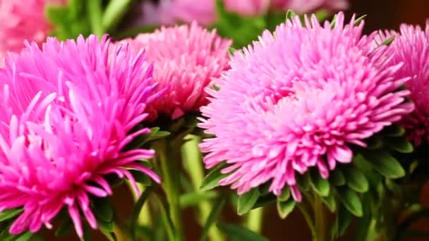 Pink Chrysanthemum Spin Close Up — Stock Video