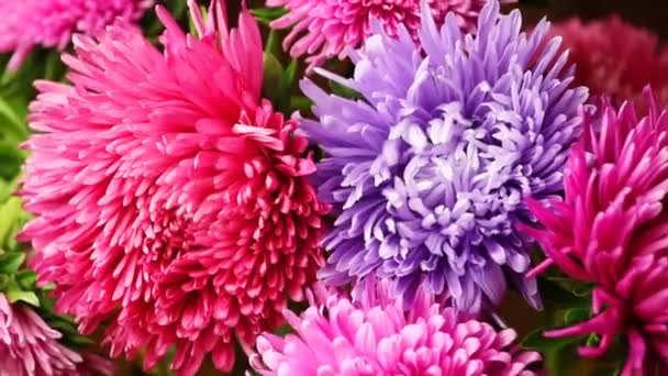 Breeze flyttar kronblad av blommor Timelapse — Stockvideo