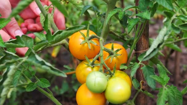 Femme mains Rassembler tomates oranges 