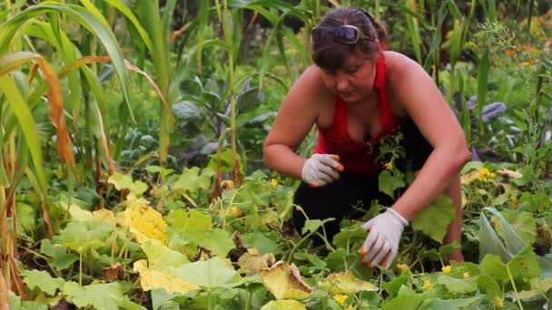 Жінка збирає огірки Частина 1 — стокове відео