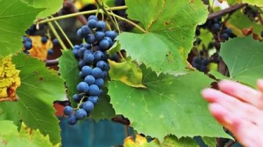 Eller kadın yiğitlik üzüm