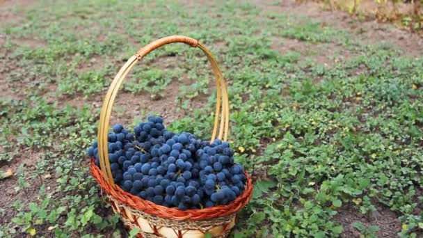 Руки женщины засовывают виноград в корзину и берут — стоковое видео