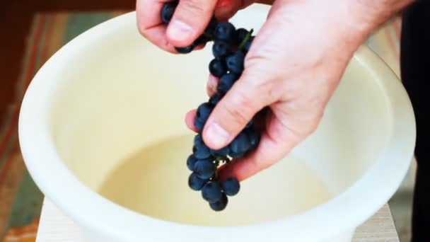 El hombre de las manos comienza a arrancar uvas — Vídeo de stock