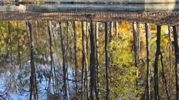 Reflete Bosques no Lago — Vídeo de Stock