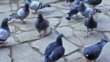 kaldırımda çalıştırmak güvercinler