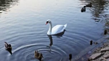 Kuğu yaban ördekleri arasında izler