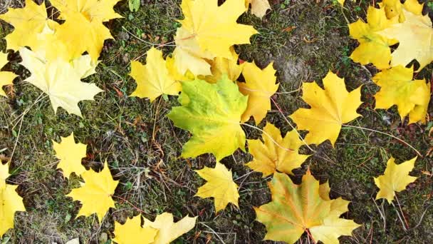 Herfst bladeren vallen op grond — Stockvideo