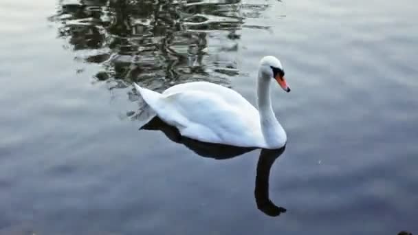 Enstaka vita svanen simmar — Stockvideo