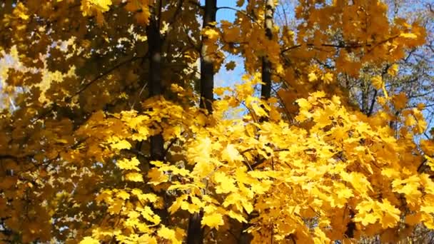 Yellow Leaves On Tree Panorama — Stock Video