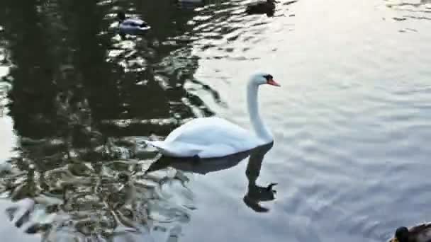 White Swan Around Wild Ducks — Stock Video