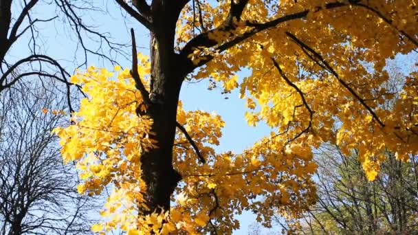 Herbstbaum gegen blauen Himmel