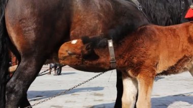 Tay bacaklar egzersiz