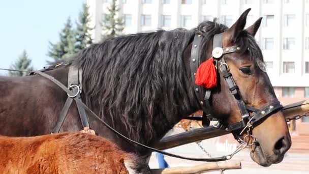棕色的马 — 图库视频影像