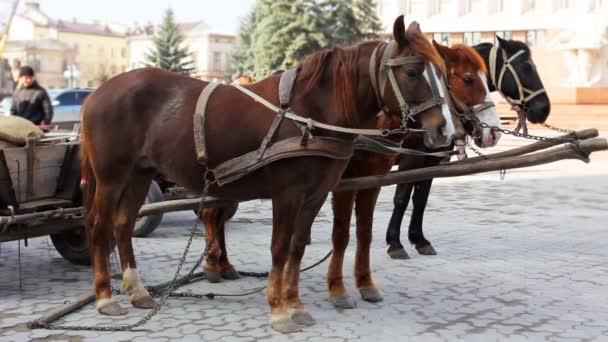 Tres caballos cualificados — Vídeos de Stock