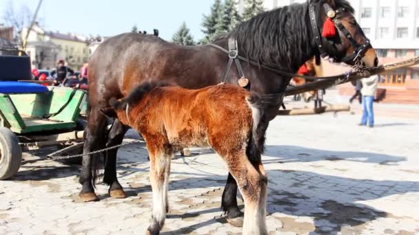 Foal Drink Milk — Stock Footage Foal Drink Milk Royalty Free Stock Video