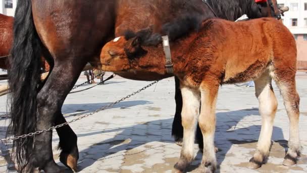 Fohlen mit Kettengetränk befestigt — Stockvideo